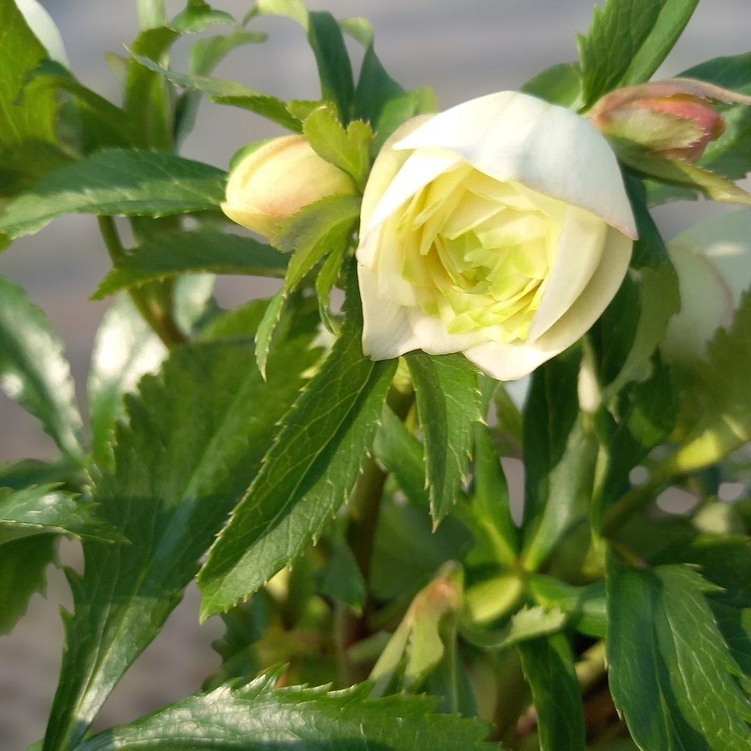 溢れるつぼみ！ボリュームあり！グリーンリップクリスマスローズ、大苗、開花株