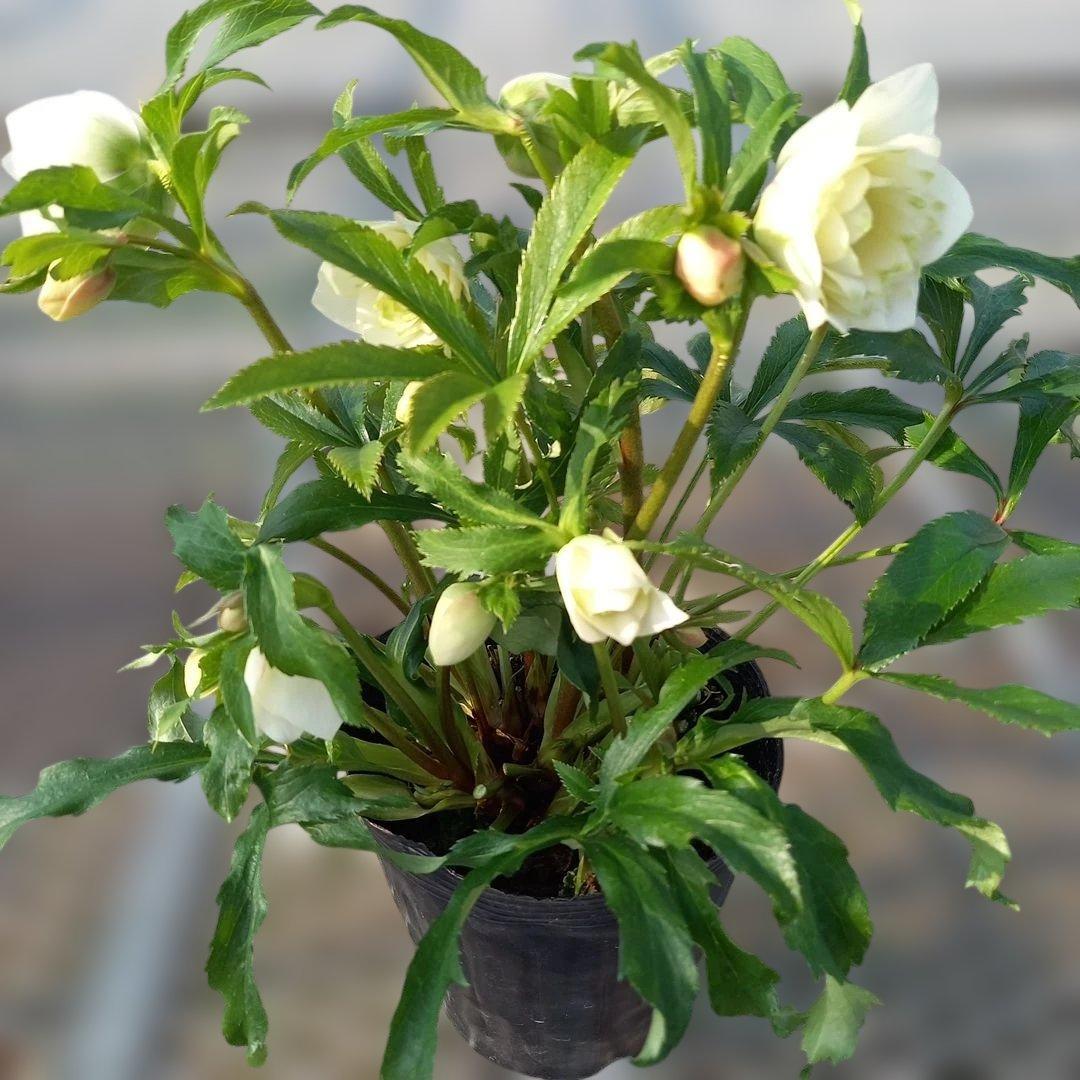 溢れるつぼみ！ボリュームあり！グリーンリップクリスマスローズ、大苗、開花株