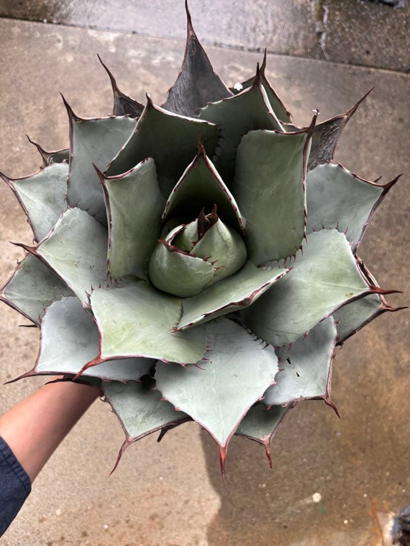 アガベ　パリーハイブリッド　検索　ライムストリーク　リップルエフェクト　オリザバ