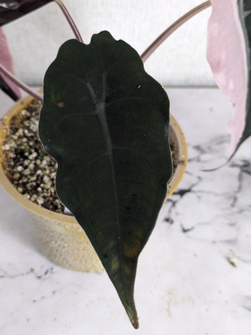 アロカシア　シャントリエリ　斑入り