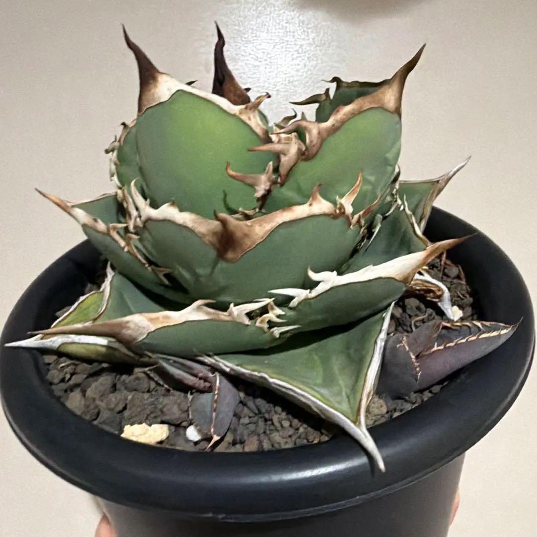 アガベ 実生 特選 選抜個体 台湾実生 ジャガーノート風