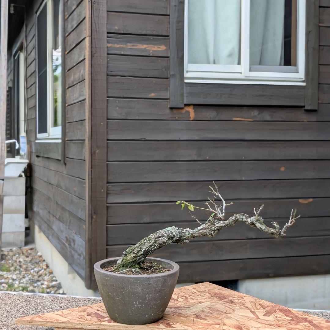 流れのある樹姿〈野梅〉