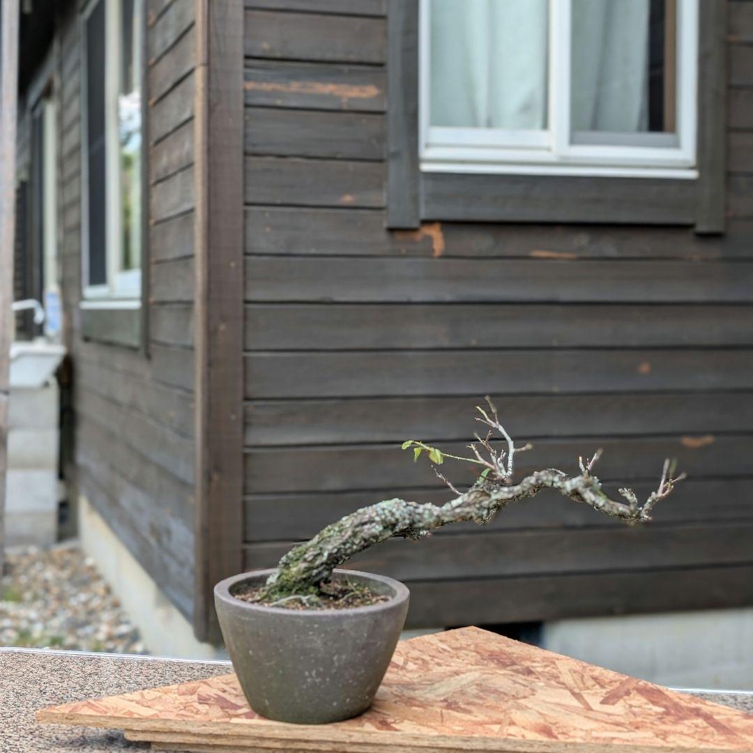 流れのある樹姿〈野梅〉
