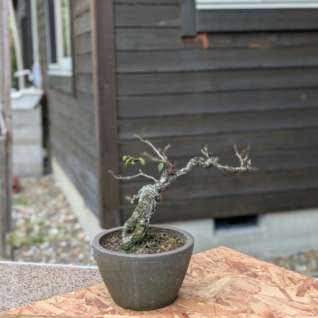 流れのある樹姿〈野梅〉