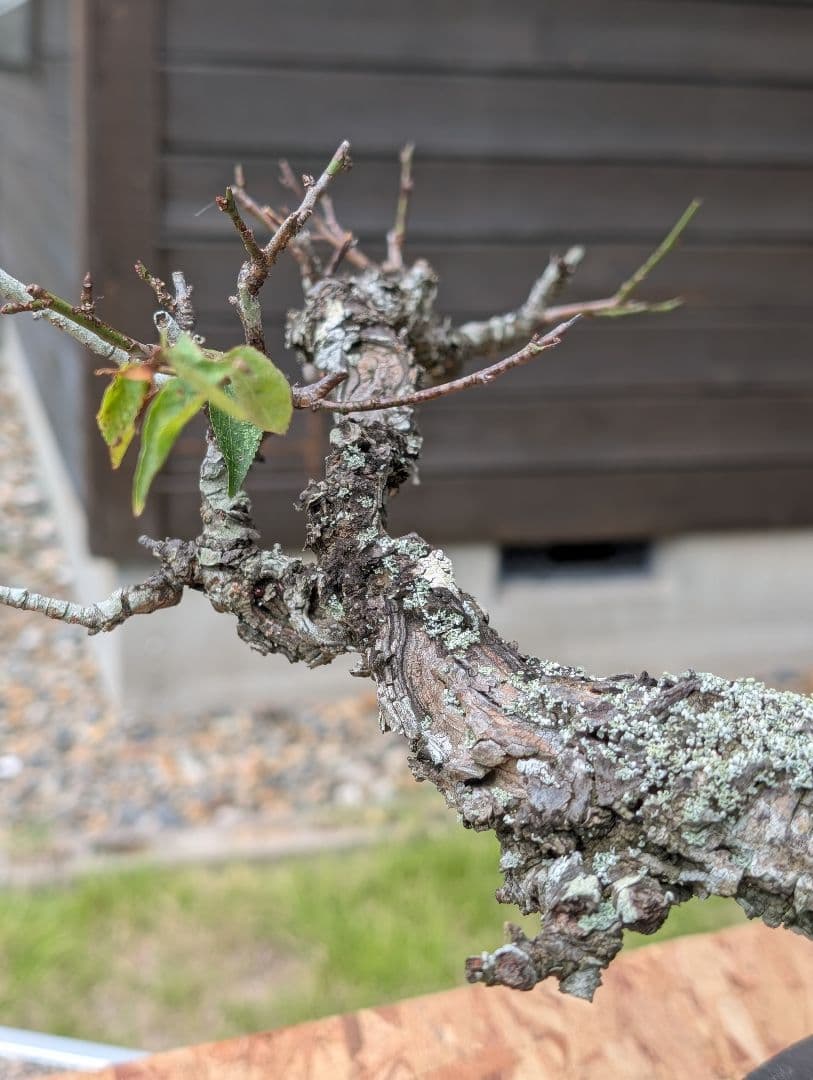 流れのある樹姿〈野梅〉