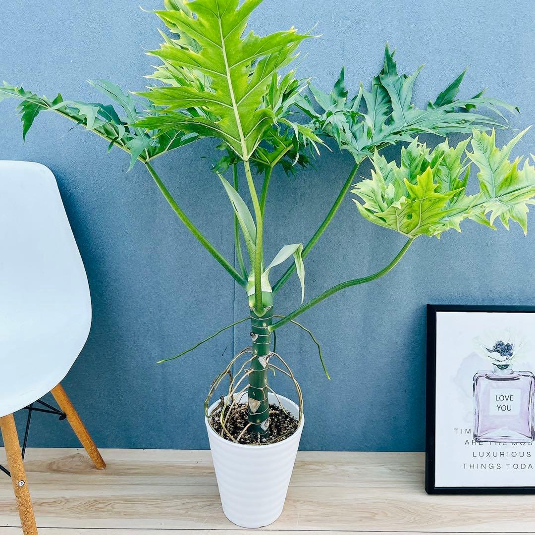 ［現品］【希少】1番　フィロデンドロン　ワルセウィッチー　8号　観葉植物　レア