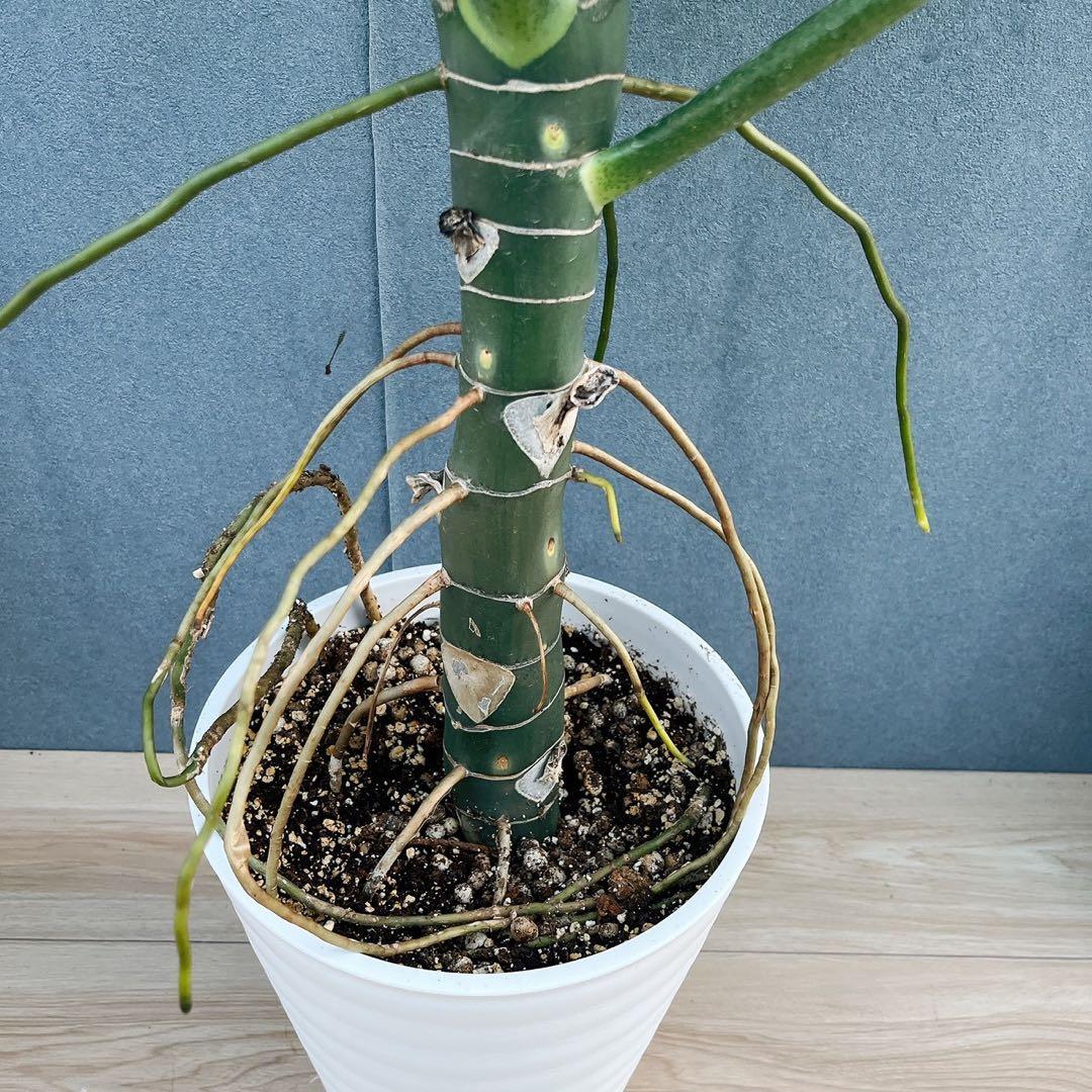 ［現品］【希少】1番　フィロデンドロン　ワルセウィッチー　8号　観葉植物　レア