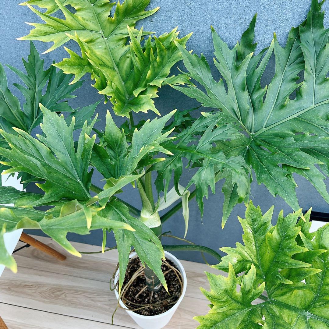 ［現品］【希少】1番　フィロデンドロン　ワルセウィッチー　8号　観葉植物　レア