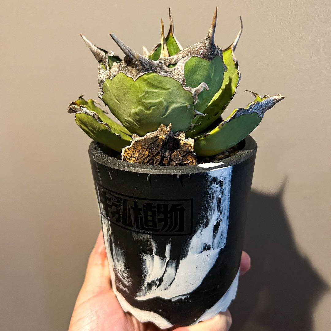 アガベ　獅子光　チタノタ　サボテン　塊根　コピアポア