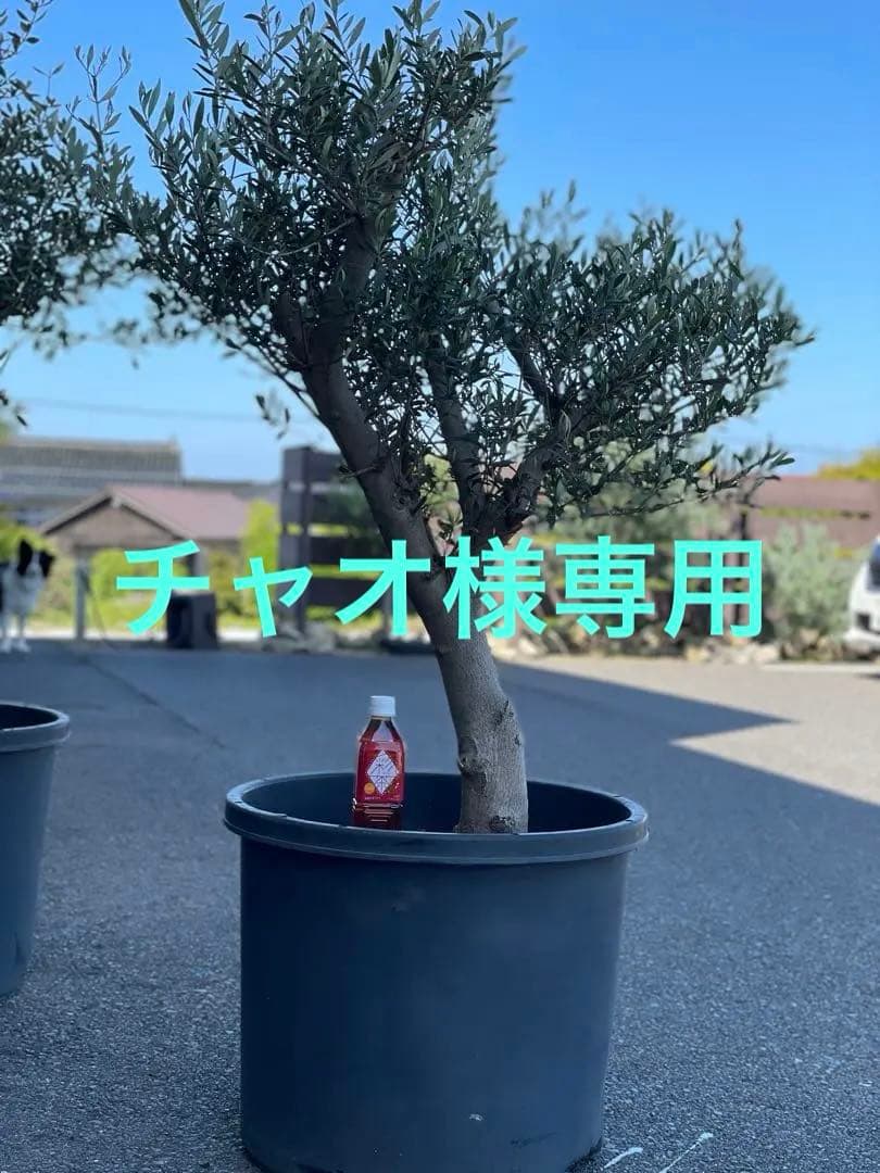 オリーブの木【引取り限定】