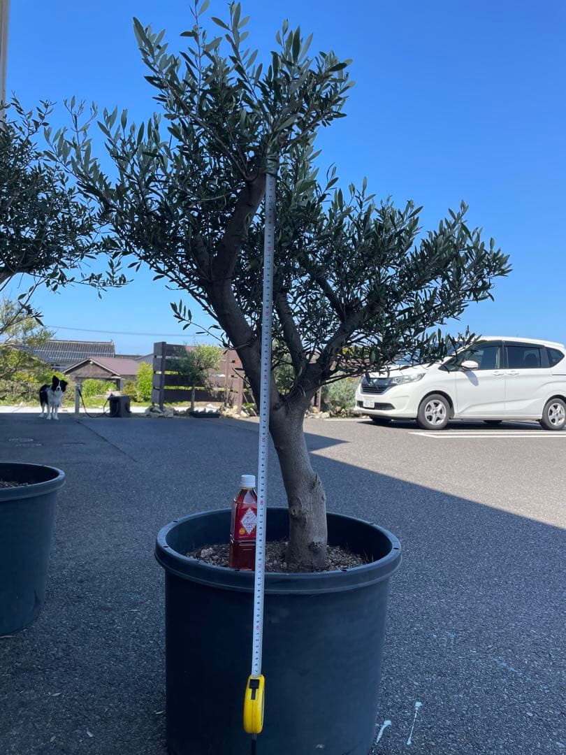 オリーブの木【引取り限定】