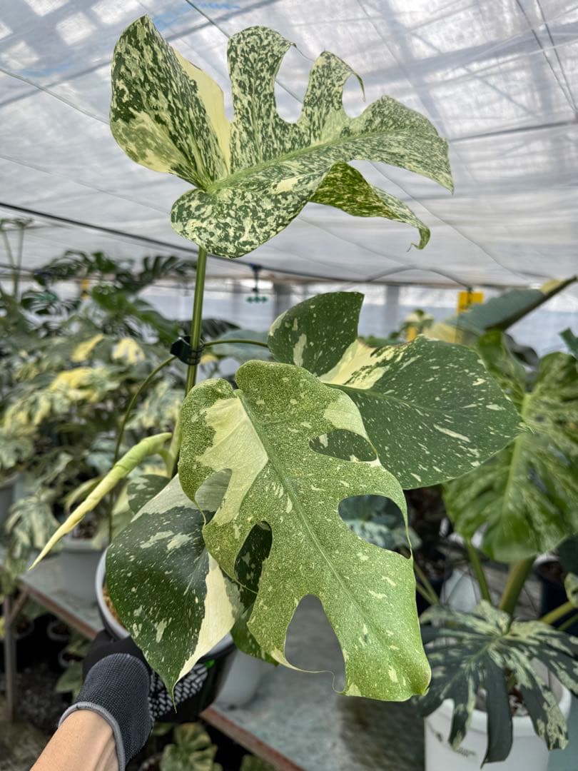 9モンステラ　タイコンステレーション　スターライト