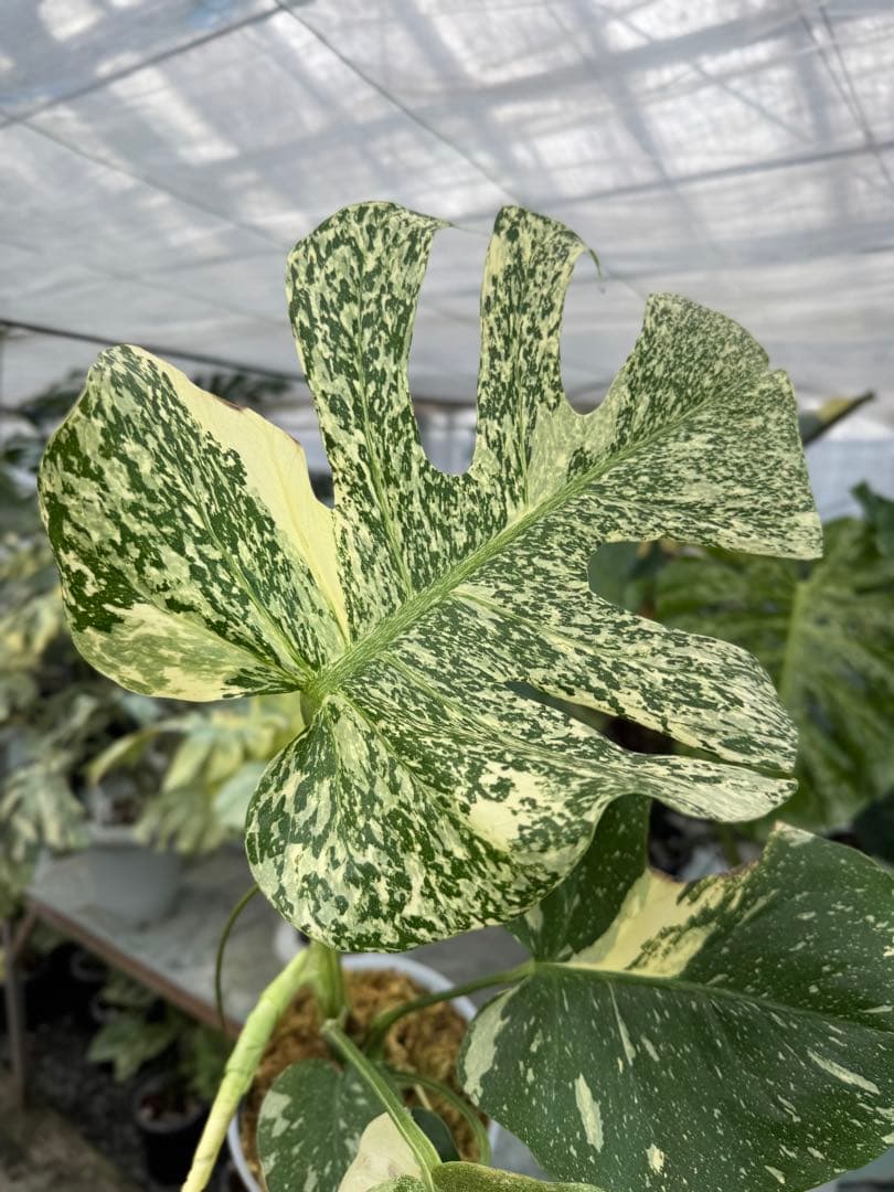 9モンステラ　タイコンステレーション　スターライト