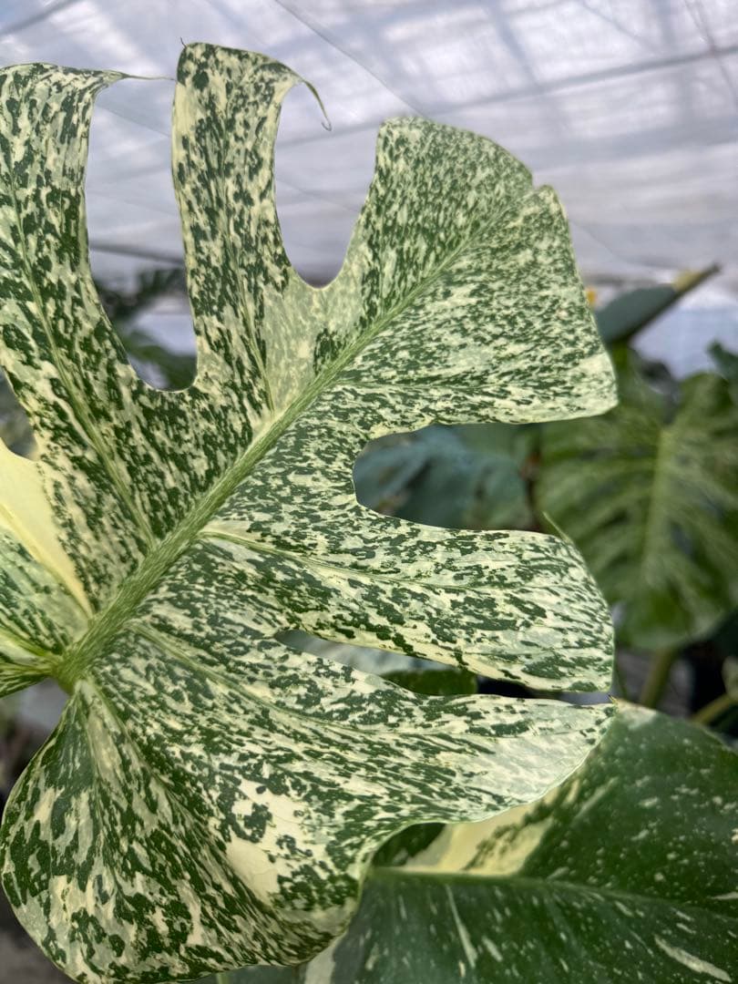 9モンステラ　タイコンステレーション　スターライト