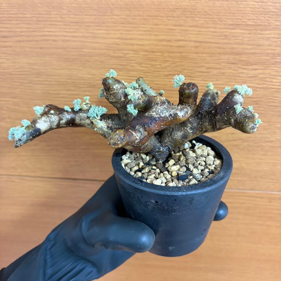 サルコカウロン ムルチフィズム 現地株 発根済