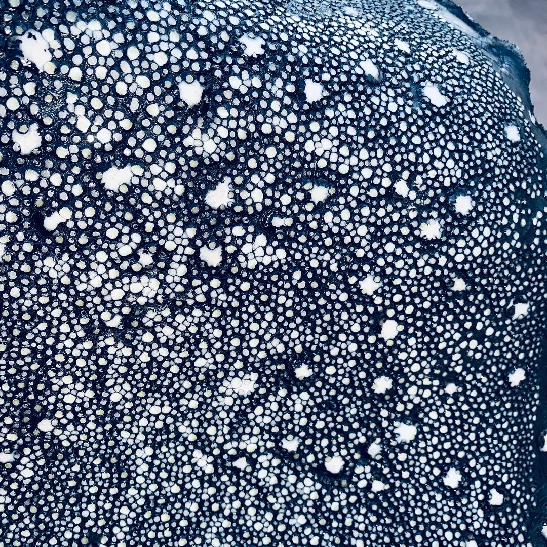 24) イバラエイ スター カイラギ エイ革 stingray ガルーシャ