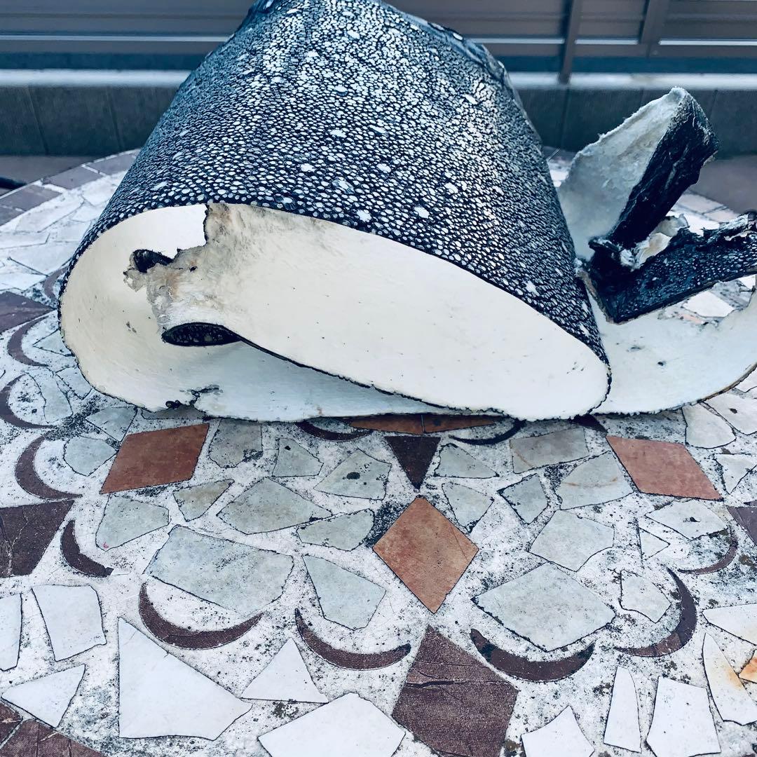 24) イバラエイ スター カイラギ エイ革 stingray ガルーシャ