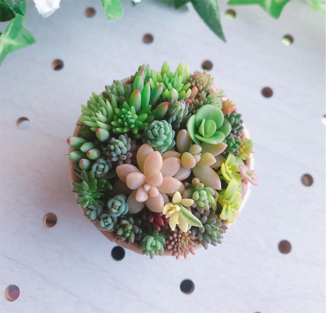 ★★セダム畑❤️★このまま飾れます★寄せ植え★ちまちまキュンキュン★多肉植物