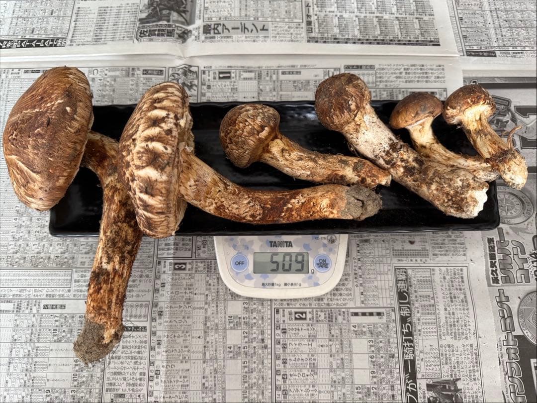 松茸　北海道　500g　訳あり　③