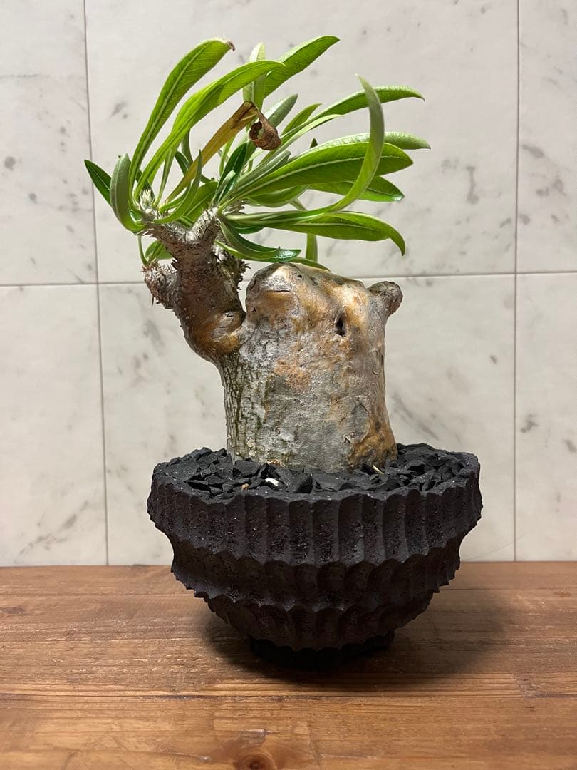 パキポディウム グラキリス 変態株