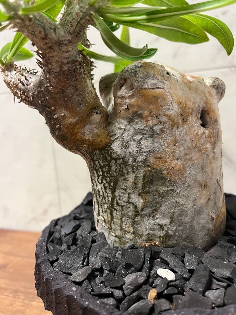 パキポディウム グラキリス 変態株