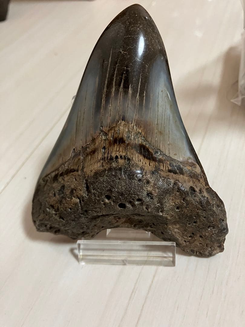 メガロドン歯化石