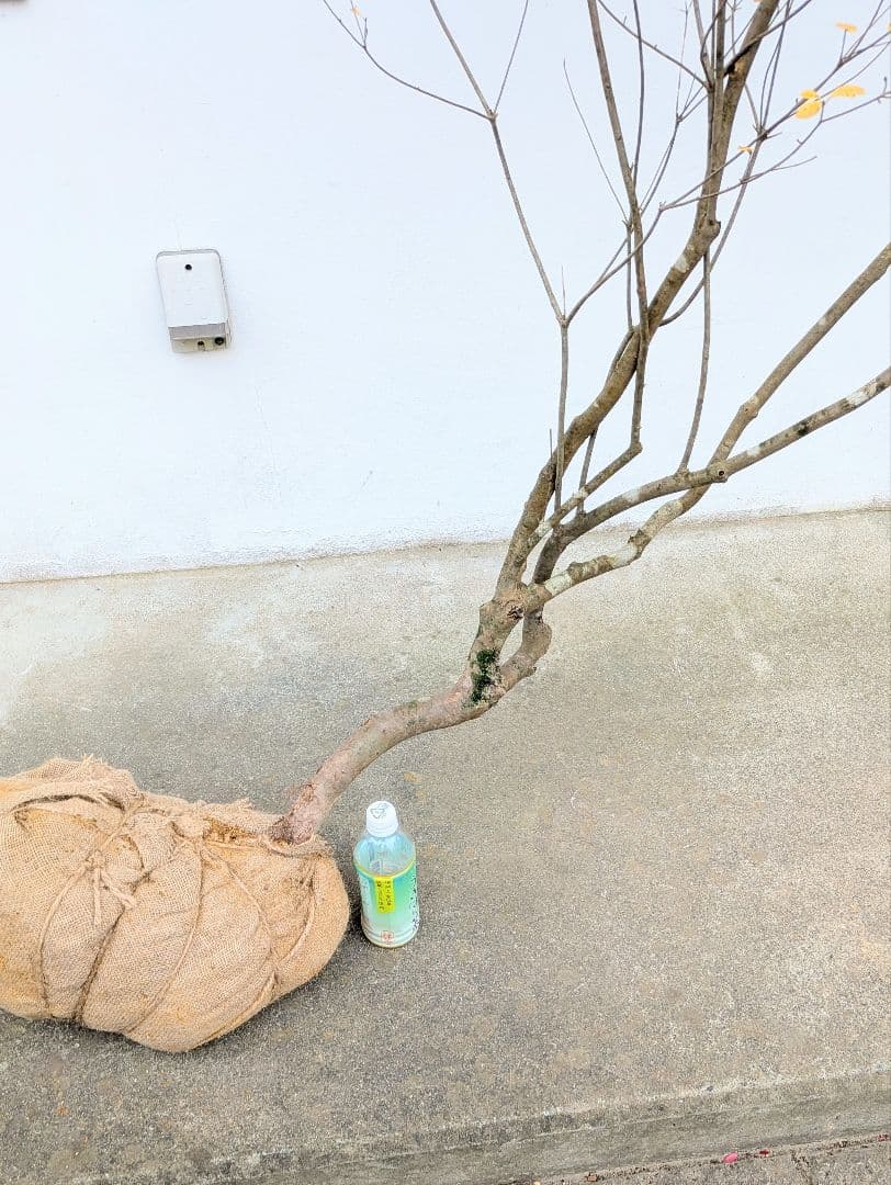 特大。秀逸。山採りドウダンツツジ。