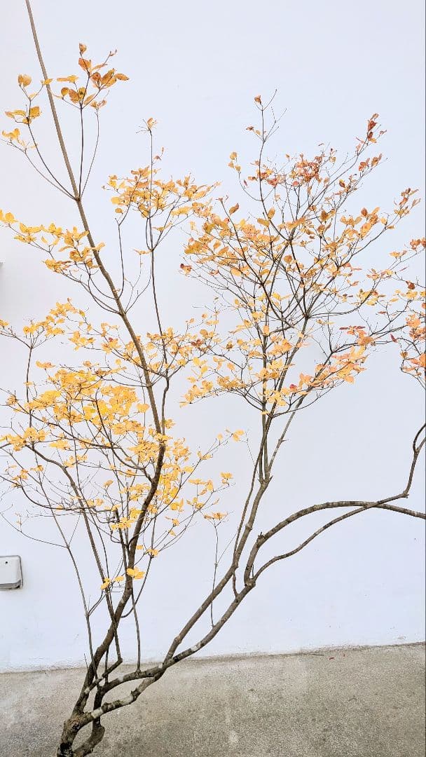 特大。秀逸。山採りドウダンツツジ。