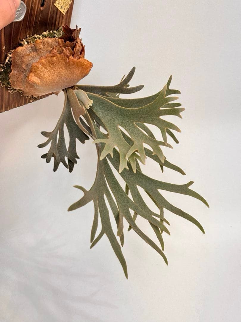 ◆◆◆ P.Willinckii ‘OMG’ spore（ml-2）