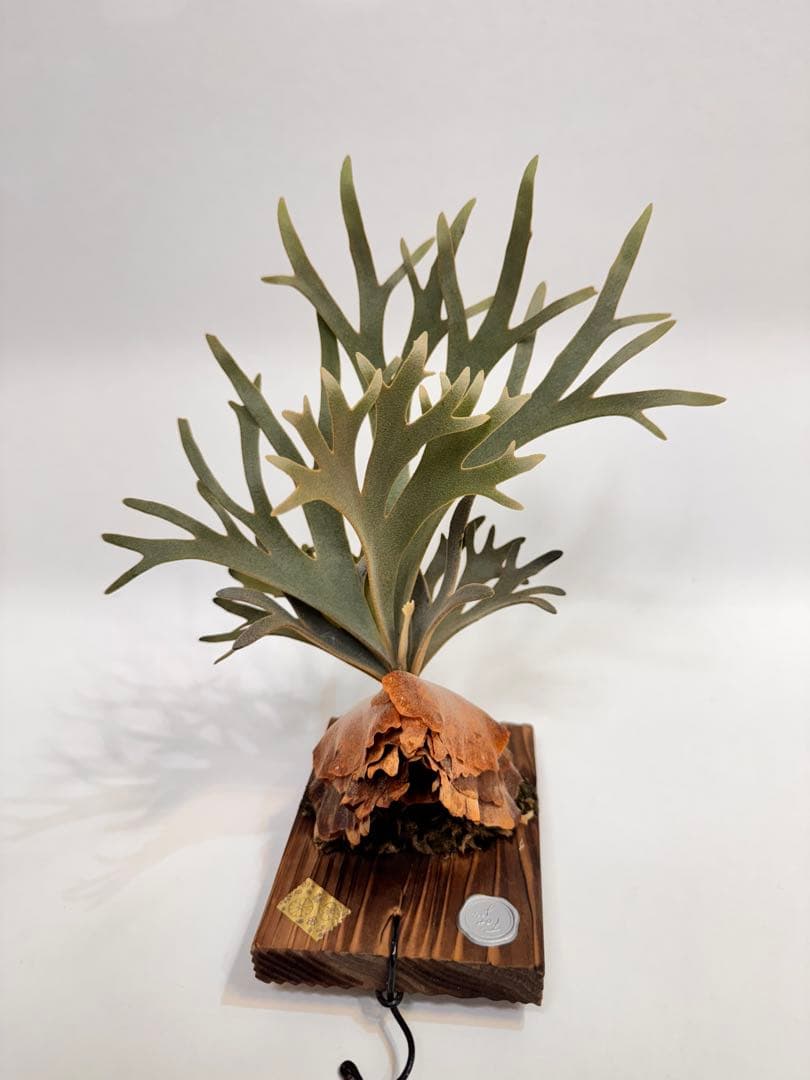 ◆◆◆ P.Willinckii ‘OMG’ spore（ml-2）