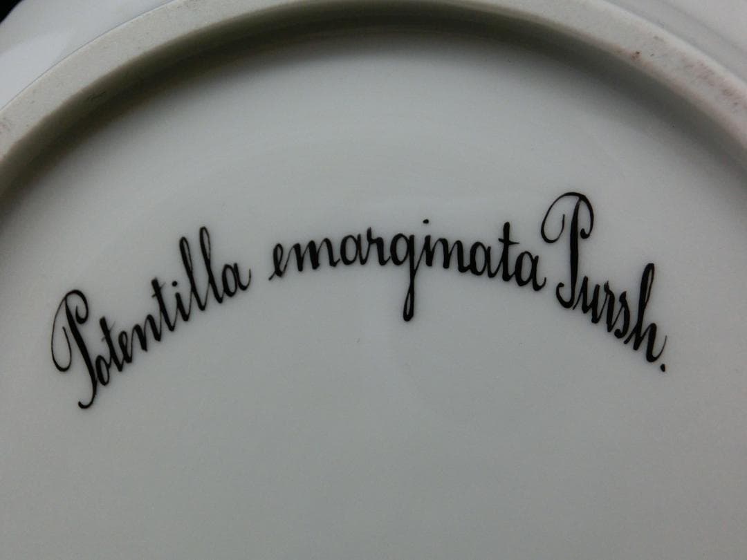 『ロイヤルコペンハーゲン』フローラダニカ.ピクルスプレート