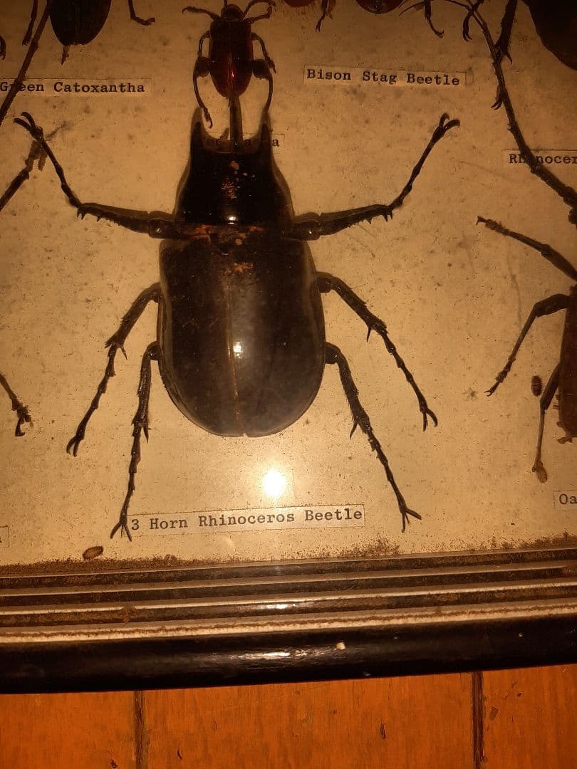 虫標本　ヘラクレスカブトムシ　スコーピオン　etc