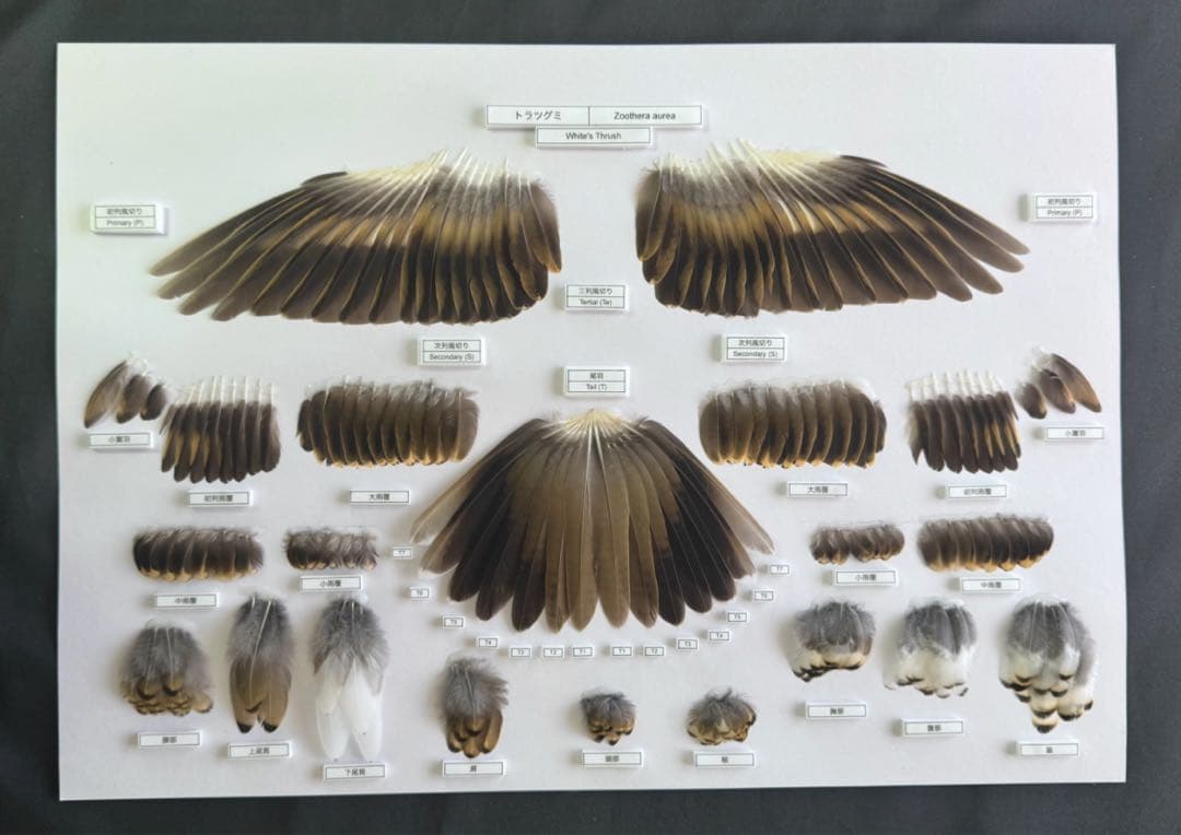 トラツグミの羽標本　野鳥 鳥 羽