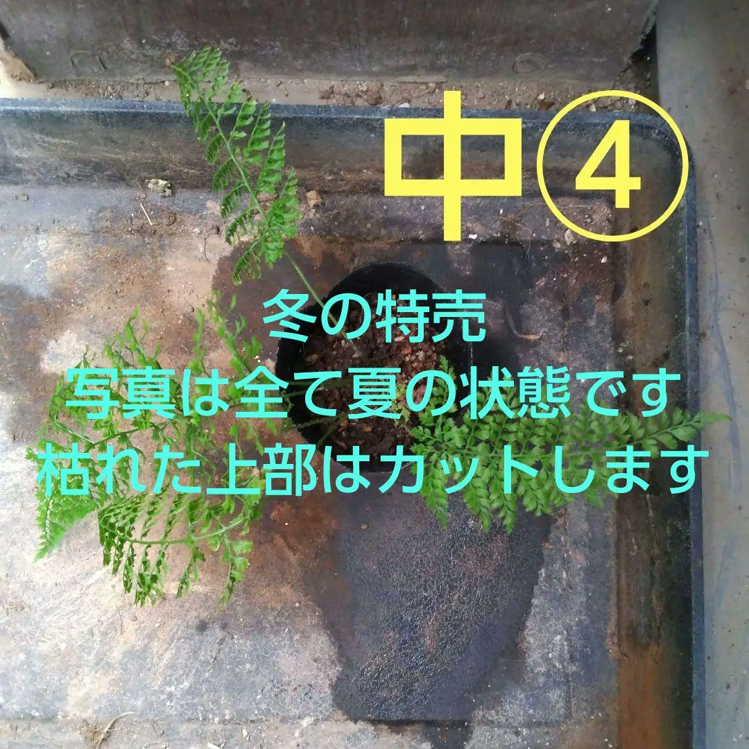 ワケアリ 中④ 品種不明シダ