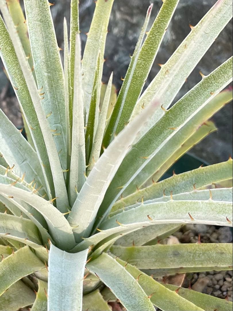 プヤ　セルーレア　実生