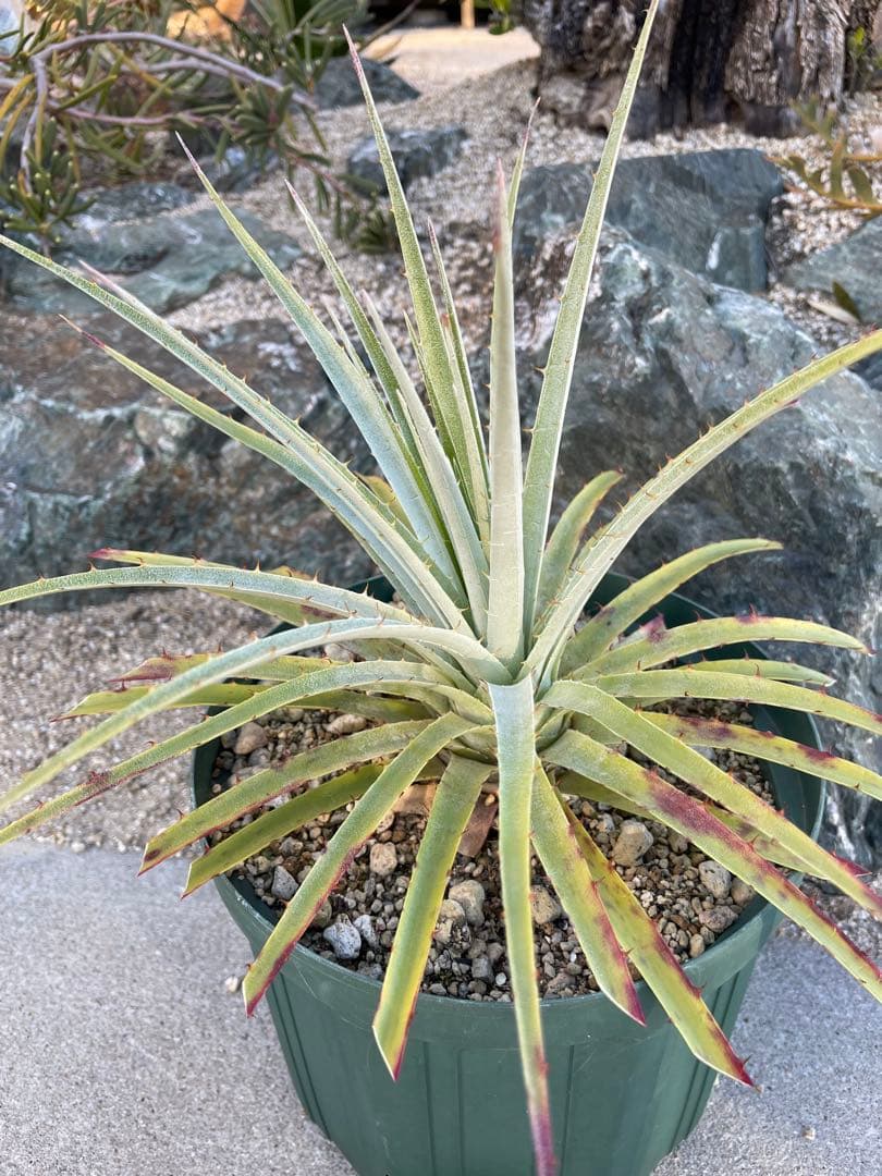 プヤ　セルーレア　実生