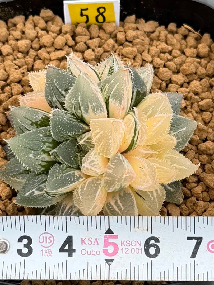 ハオルチア　新氷砂糖錦　超美株斑