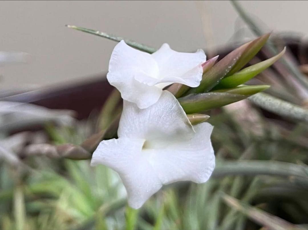 同梱割Tillandsia ' Flake' T'S TROPICALS