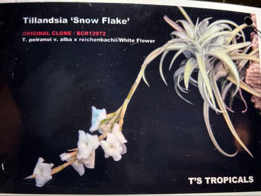 同梱割Tillandsia ' Flake' T'S TROPICALS