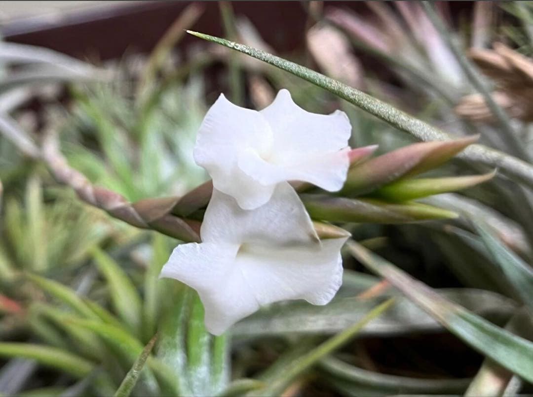 同梱割Tillandsia ' Flake' T'S TROPICALS