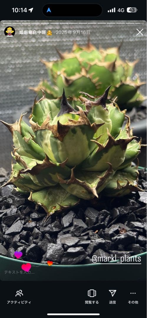 姫厳竜　白中斑　oc 子株