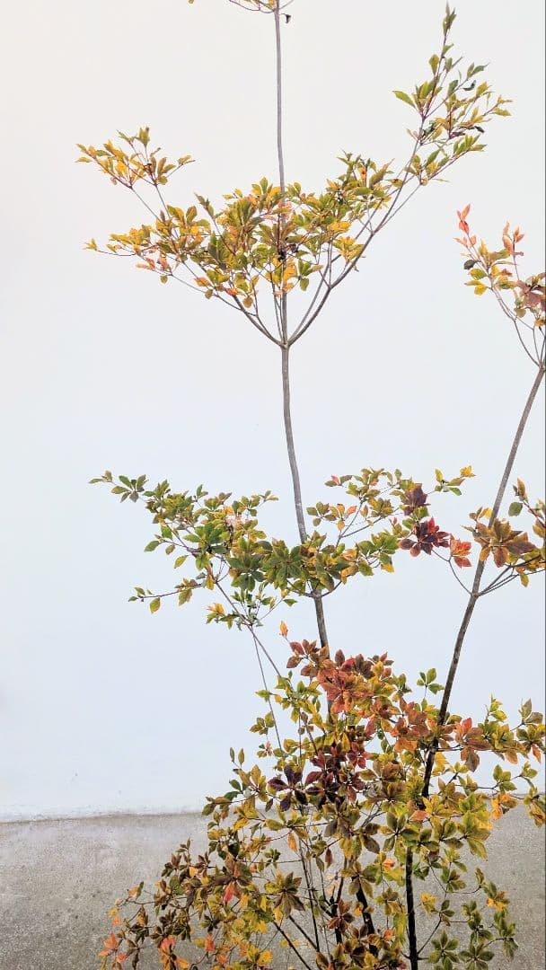 無限の色を。山採りドウダンツツジ。