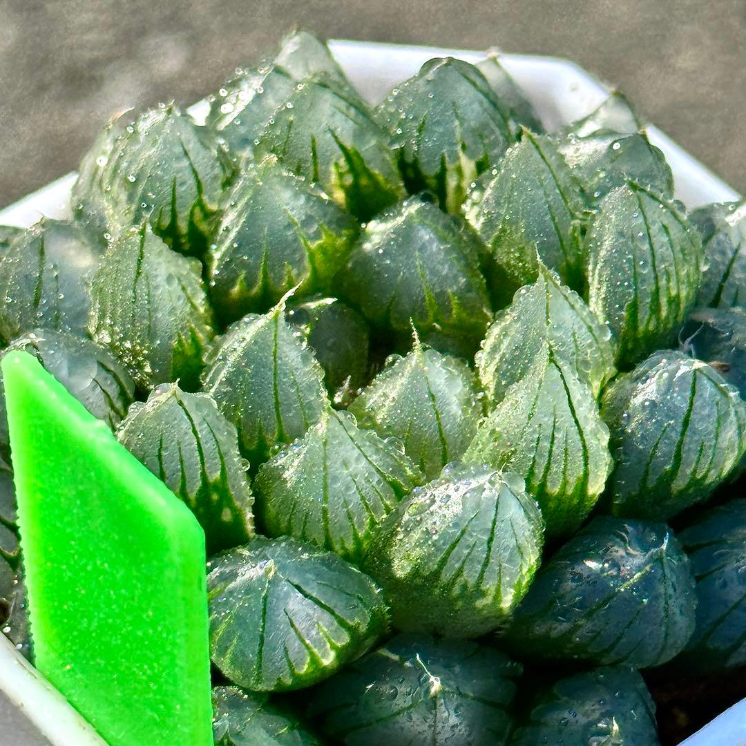 ご*！様 ブルーレイオブツーサ錦　超美株　ハオルチア　観葉植物　27