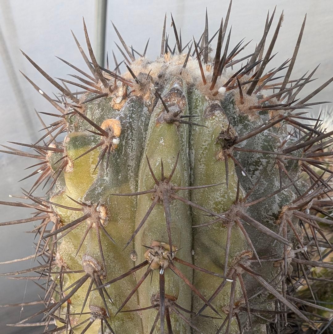 専用　輸入球　コピアポア　黒王丸錦　かき仔　接ぎ木　鉢ごと送料込み