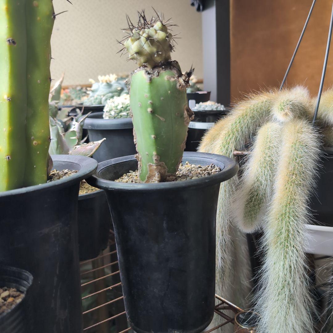 専用　輸入球　コピアポア　黒王丸錦　かき仔　接ぎ木　鉢ごと送料込み