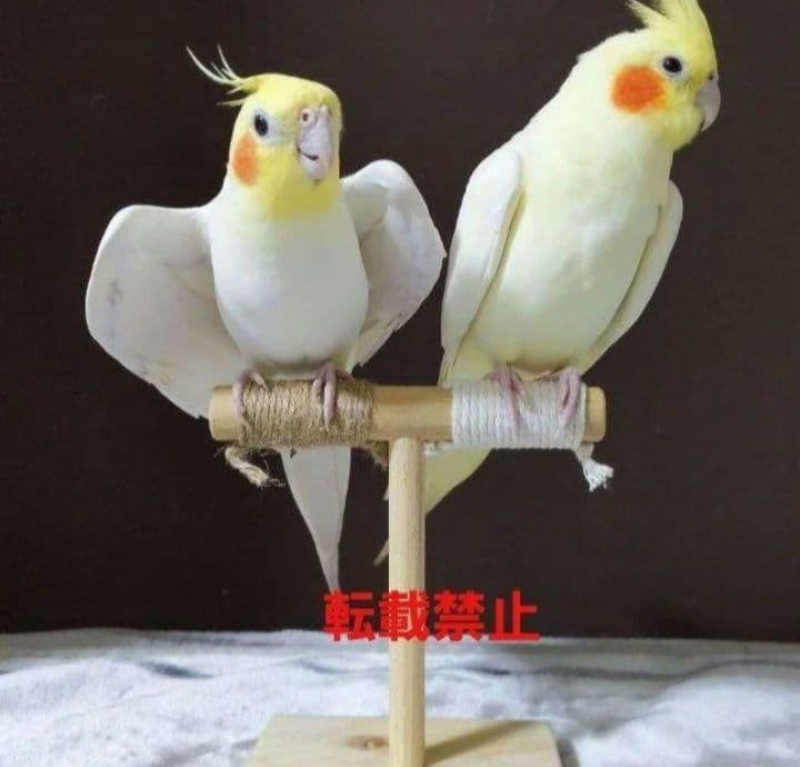 G62　止まり木　Tパーチ　☆　スタンド　バードトイ　フォージングトイ