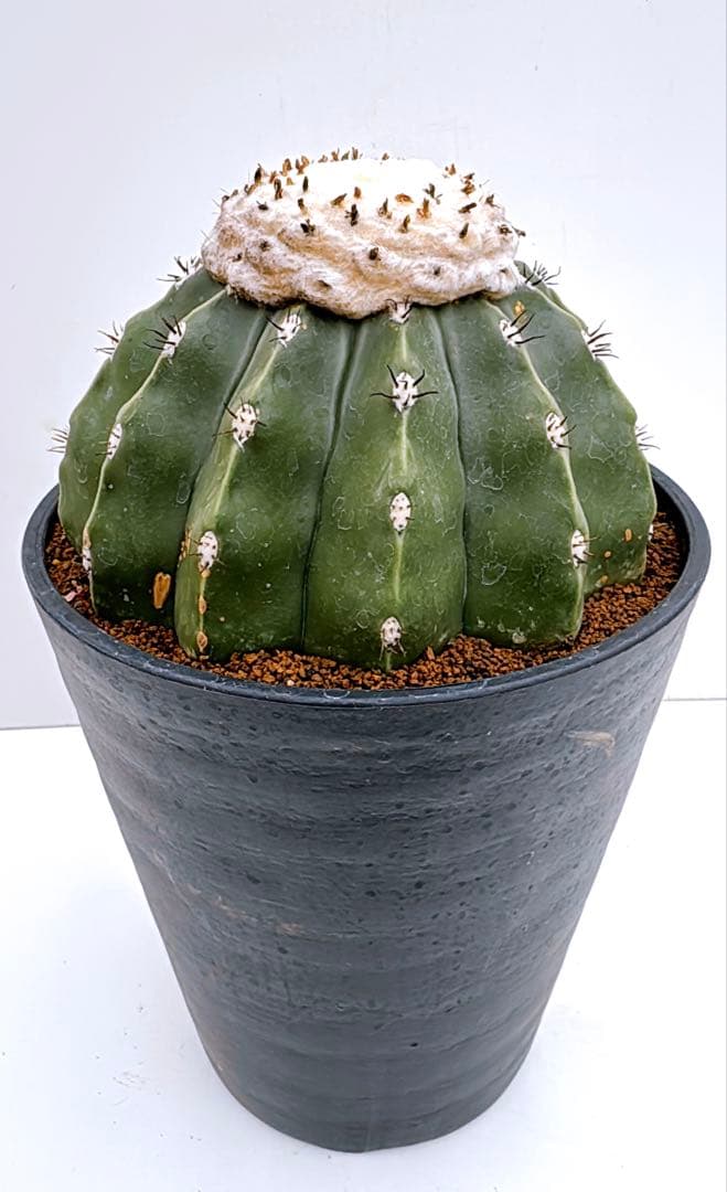 メロカクタス　棘無クルビスピヌス