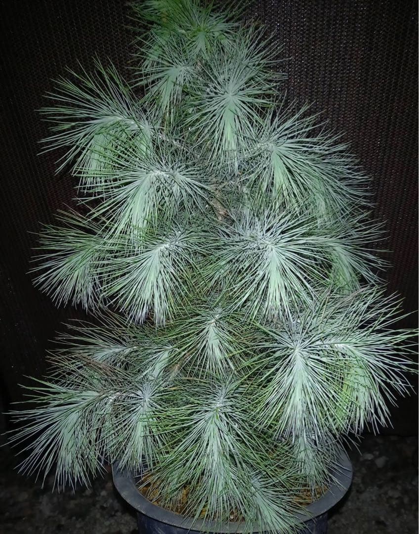 マルチネス ピニョン松