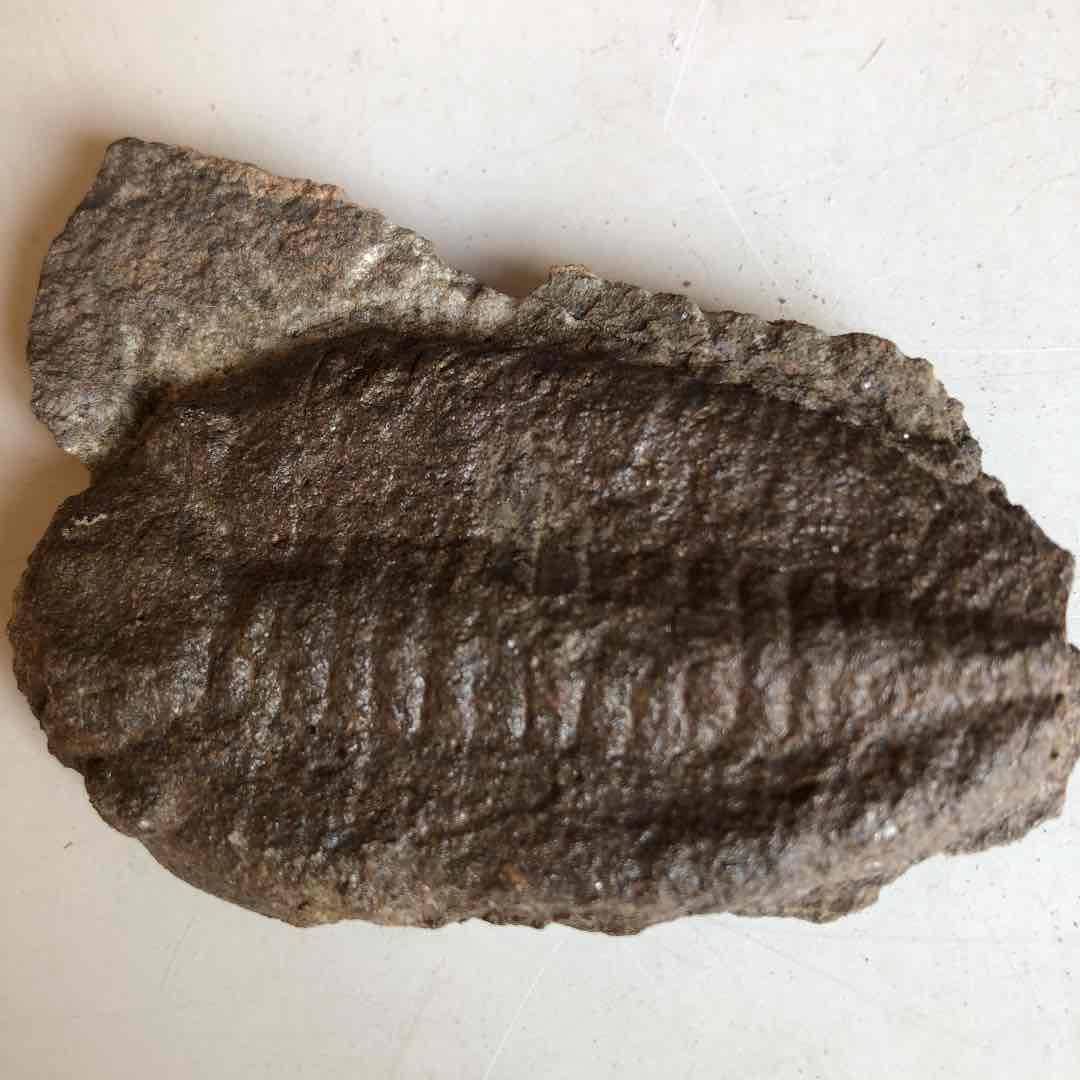 三葉虫化石　モロッコ産　現在輸出禁止になりました