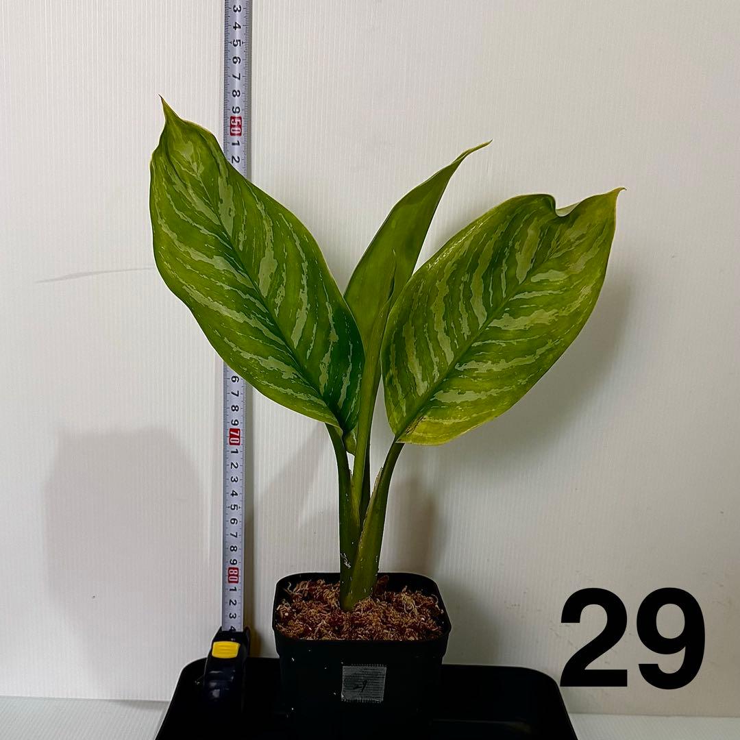 アグラオネマ ニティドゥム カーティシー 観葉植物 LEON レオン 29